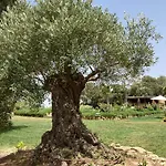 Villa Encinas Ronda