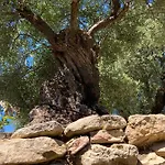 Encinas Villa Ronda