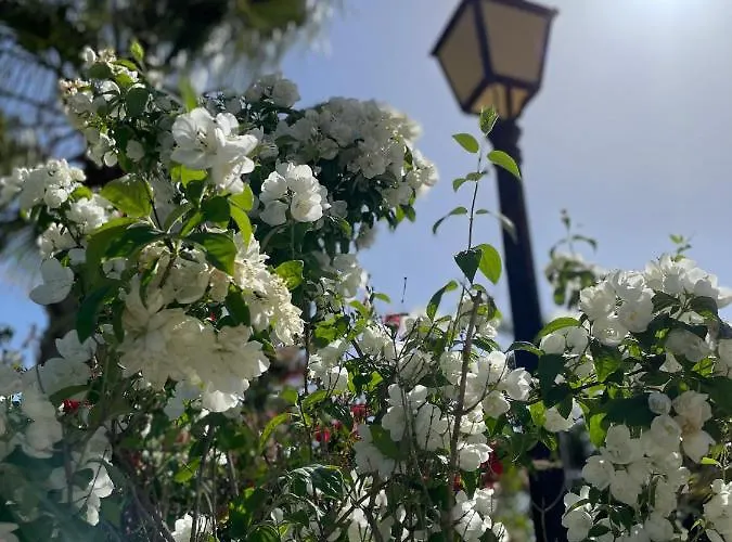 Encinas * רונדה